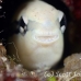 cleanerfish_false_rb_kad_h_0148_fij0719.jpg